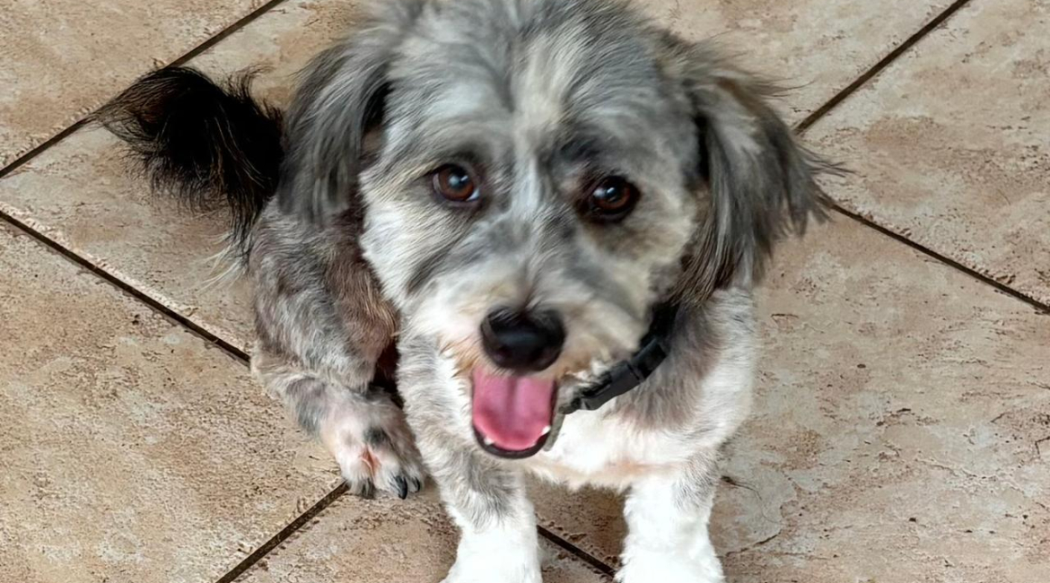 Chiens à adopter